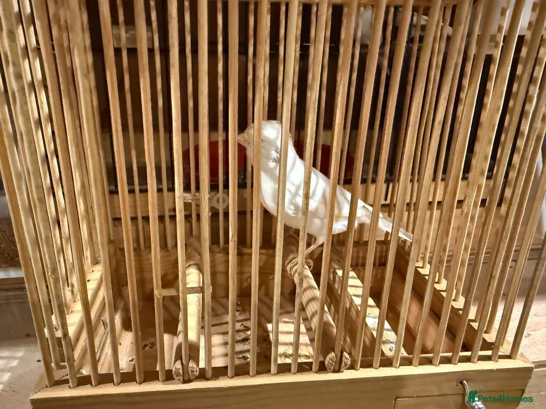 Canaries birds for sale: Canaries  - Advert 3