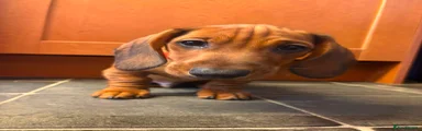 Puppy 1