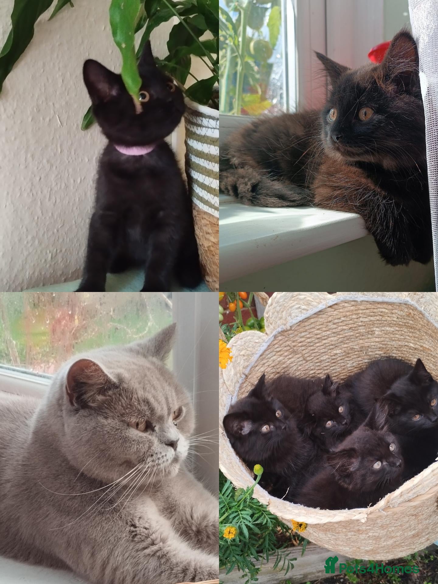 British Longhair cats Fluffy & Shorthair British x Siberian Kittens - Advert 3