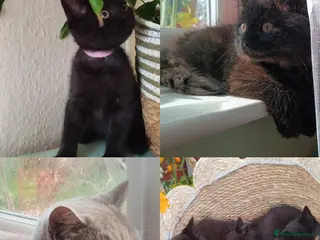 British Longhair cats Fluffy & Shorthair British x Siberian Kittens - Advert 3