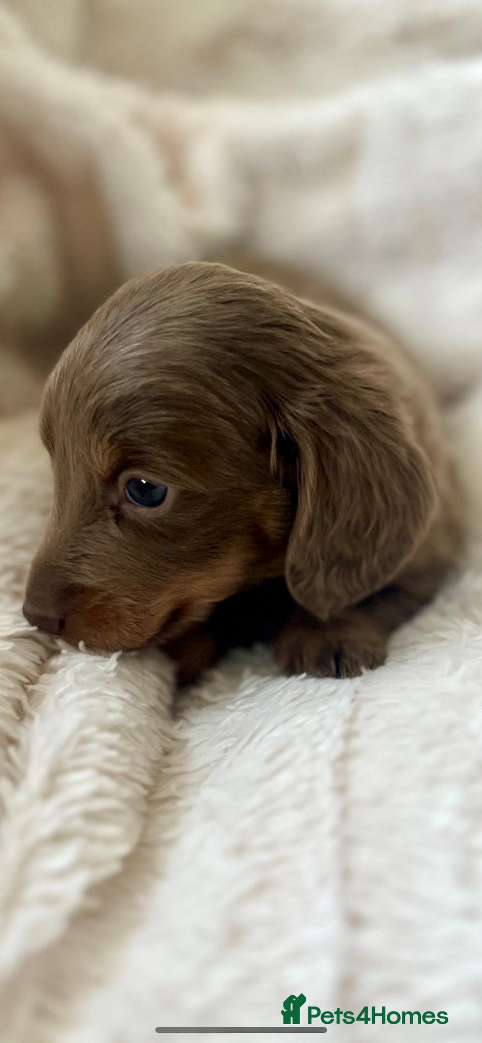 Dachshund dogs Lovely mini Dachshund puppies  - Advert 13