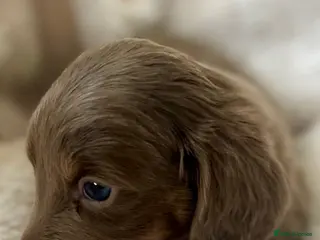 Dachshund dogs Lovely mini Dachshund puppies - Advert 13
