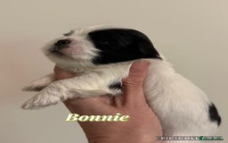 Lhasa Apso dogs for sale: Stunning kc registered Lhasa apso pups - Image 12