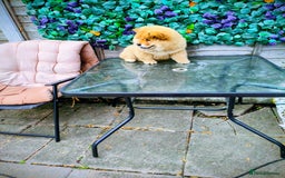 Chow Chow dogs for sale: Chow chow - Image 4
