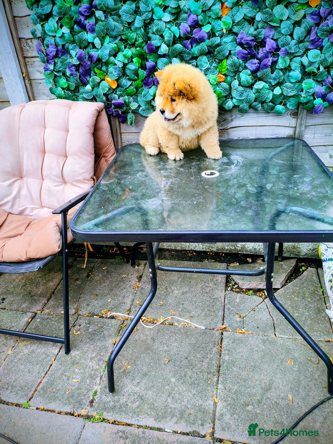 Chow Chow dogs for sale: Chow chow - Image 4