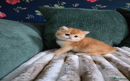 British Shorthair cats for sale: Gorgeous golden fluffs ready in October in Peterborough - Image 6