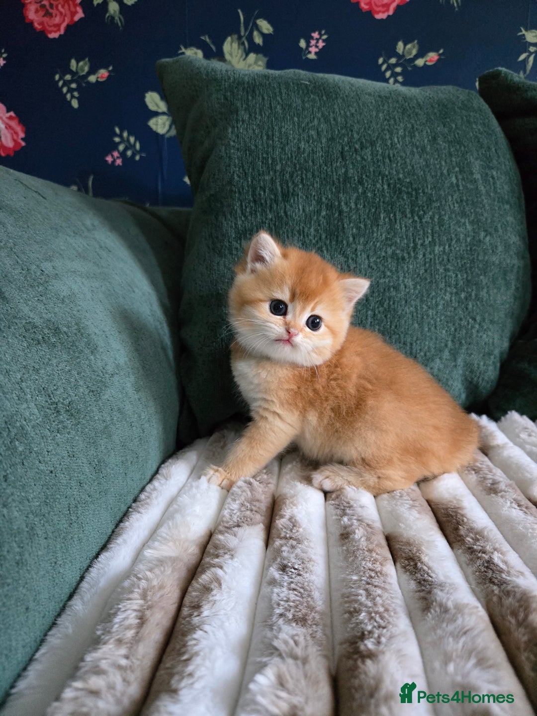 British Shorthair cats for sale: Gorgeous golden fluffs ready in October in Peterborough - Image 6