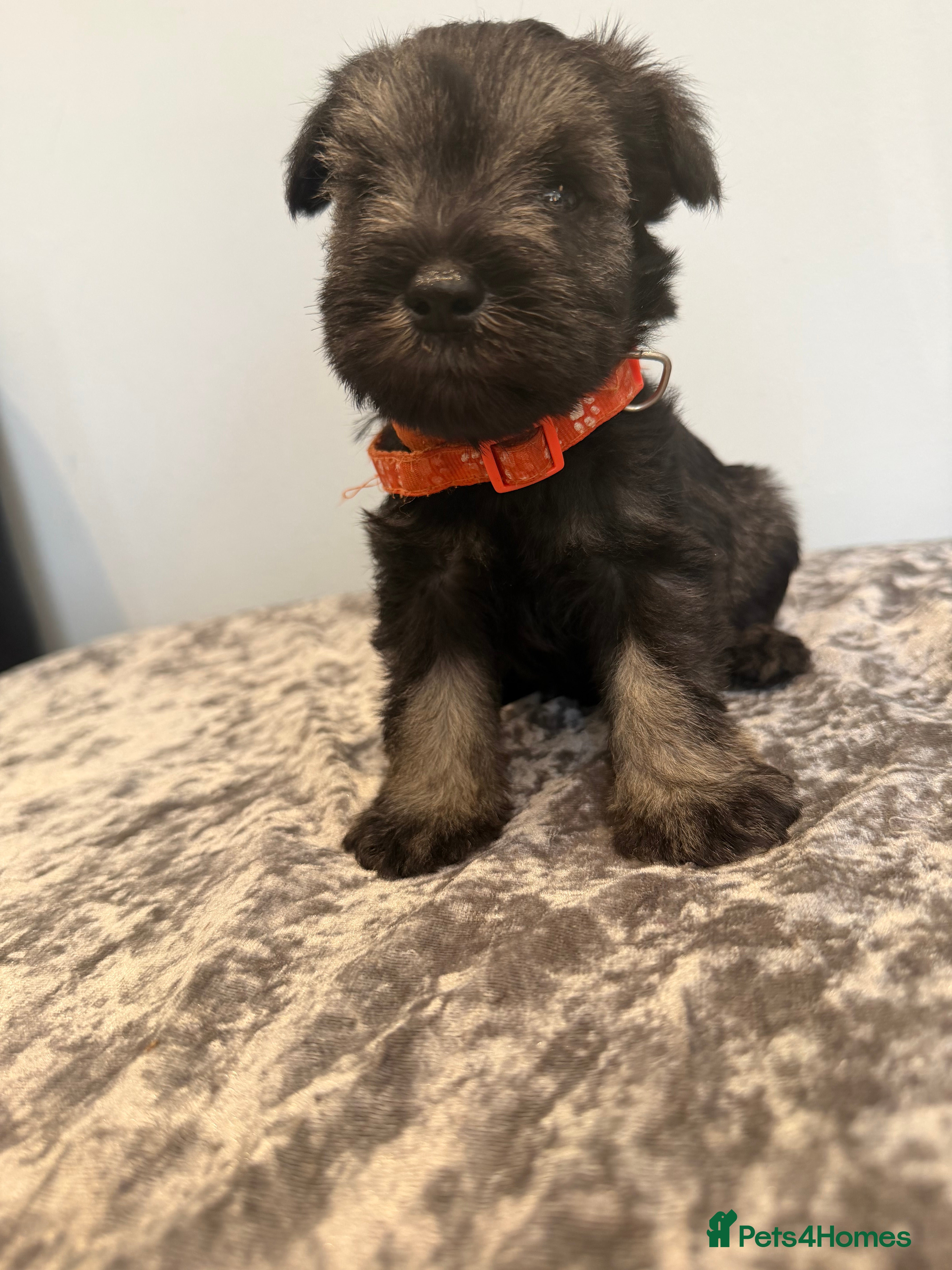 Miniature Schnauzer dogs 2 Beautiful kc Reg mini schnauzers pups left. - Advert 2