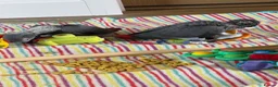 Parrots birds for sale: handreared african grey babies - Advert 4