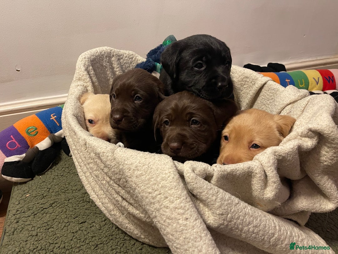 Labrador Retriever dogs for sale: Chunky Labrador Puppies (3 Girls & 2 Boys) - Advert 4