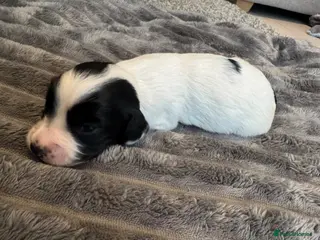 Cocker Spaniel dogs 5 LEFT! 7 stunning girl cocker spaniel puppies - Advert 10