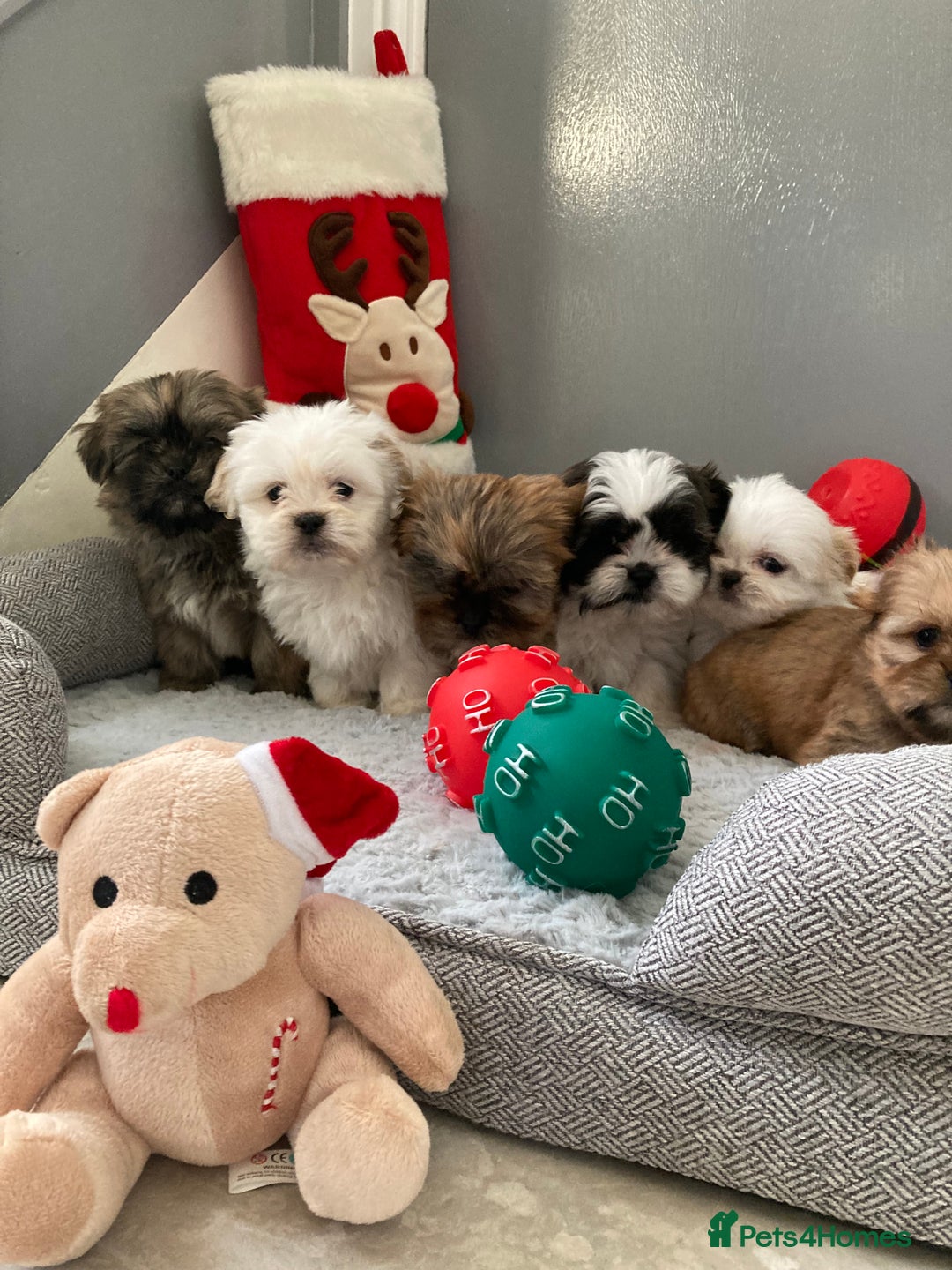 Shih Tzu dogs for sale: Beautiful Shiah tzu puppies  - Advert 7