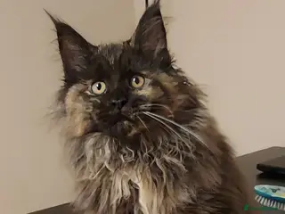 Maine Coon cats LAST GIRL!!! MAINE COON KITTENS/DNA/GCCF - Advert 1