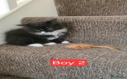 Mixed Breed cats for sale: Lovely Persian mix kittens - Image 29
