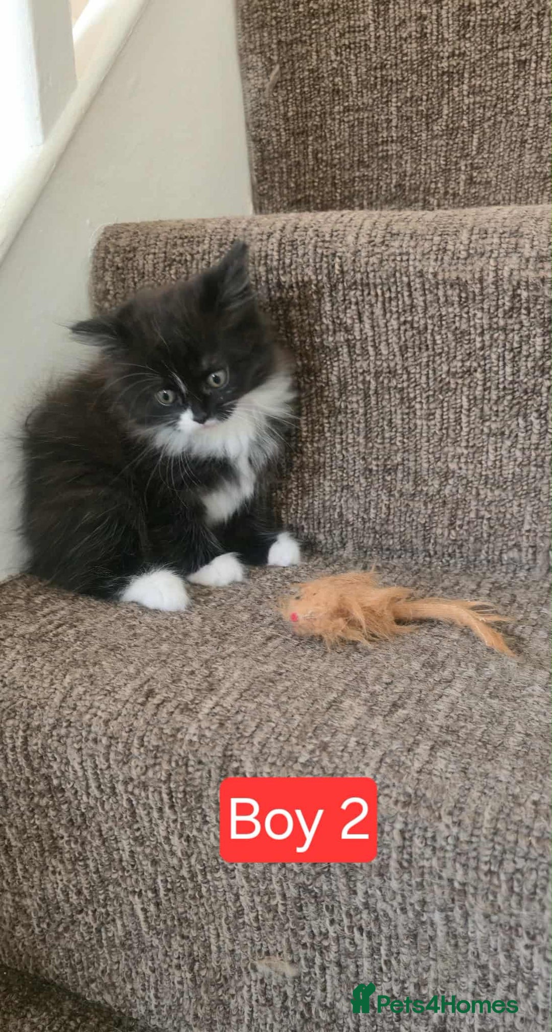 Mixed Breed cats for sale: Lovely Persian mix kittens - Image 29