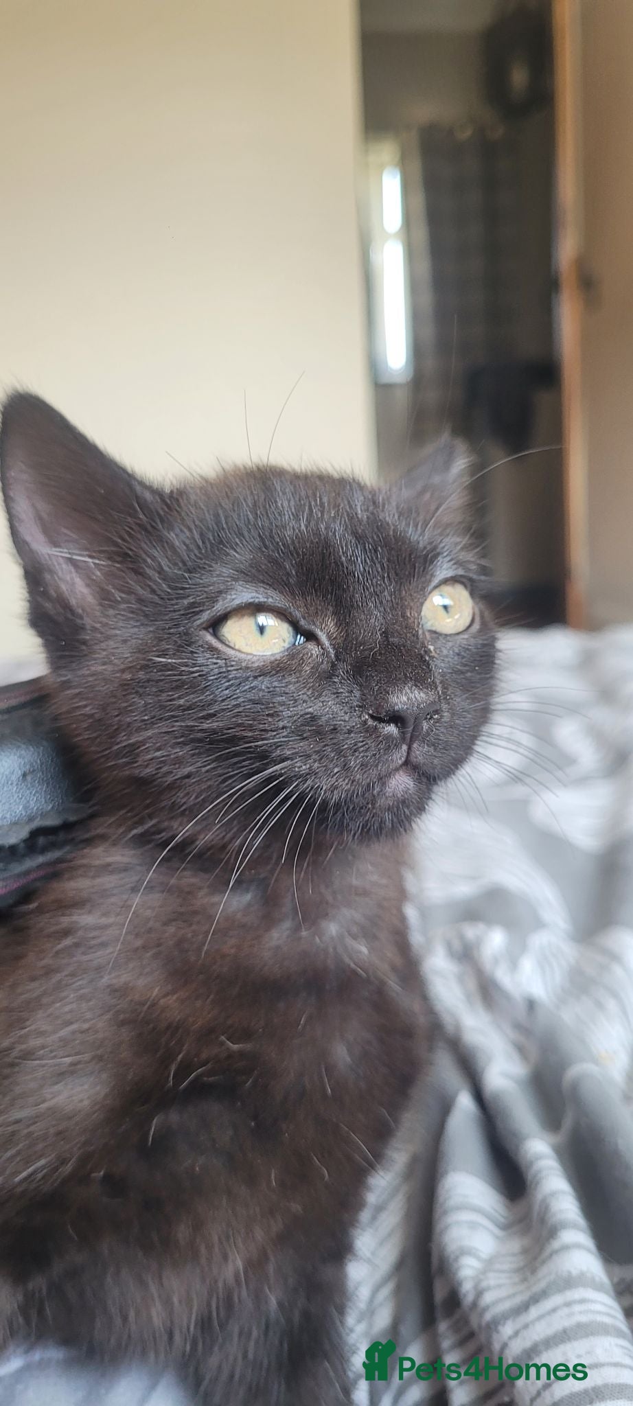 British Shorthair cats Adorable kitten - Advert 3