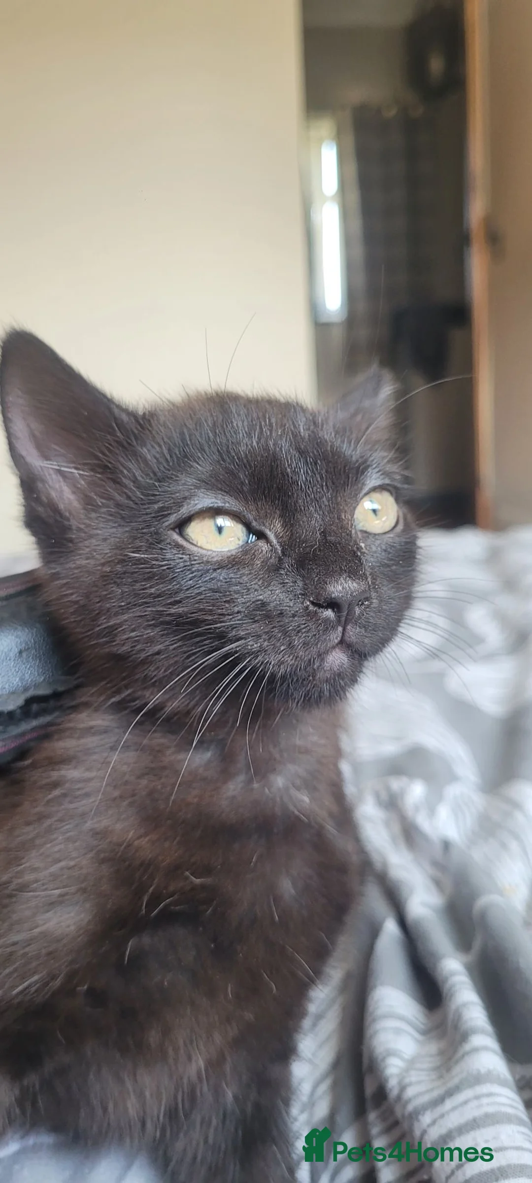 British Shorthair cats for sale: Adorable kitten - Advert 1