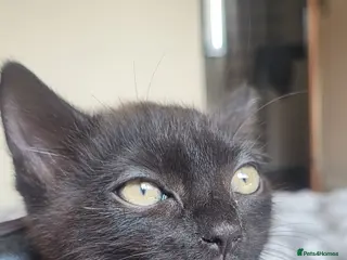British Shorthair cats Adorable kitten - Advert 1