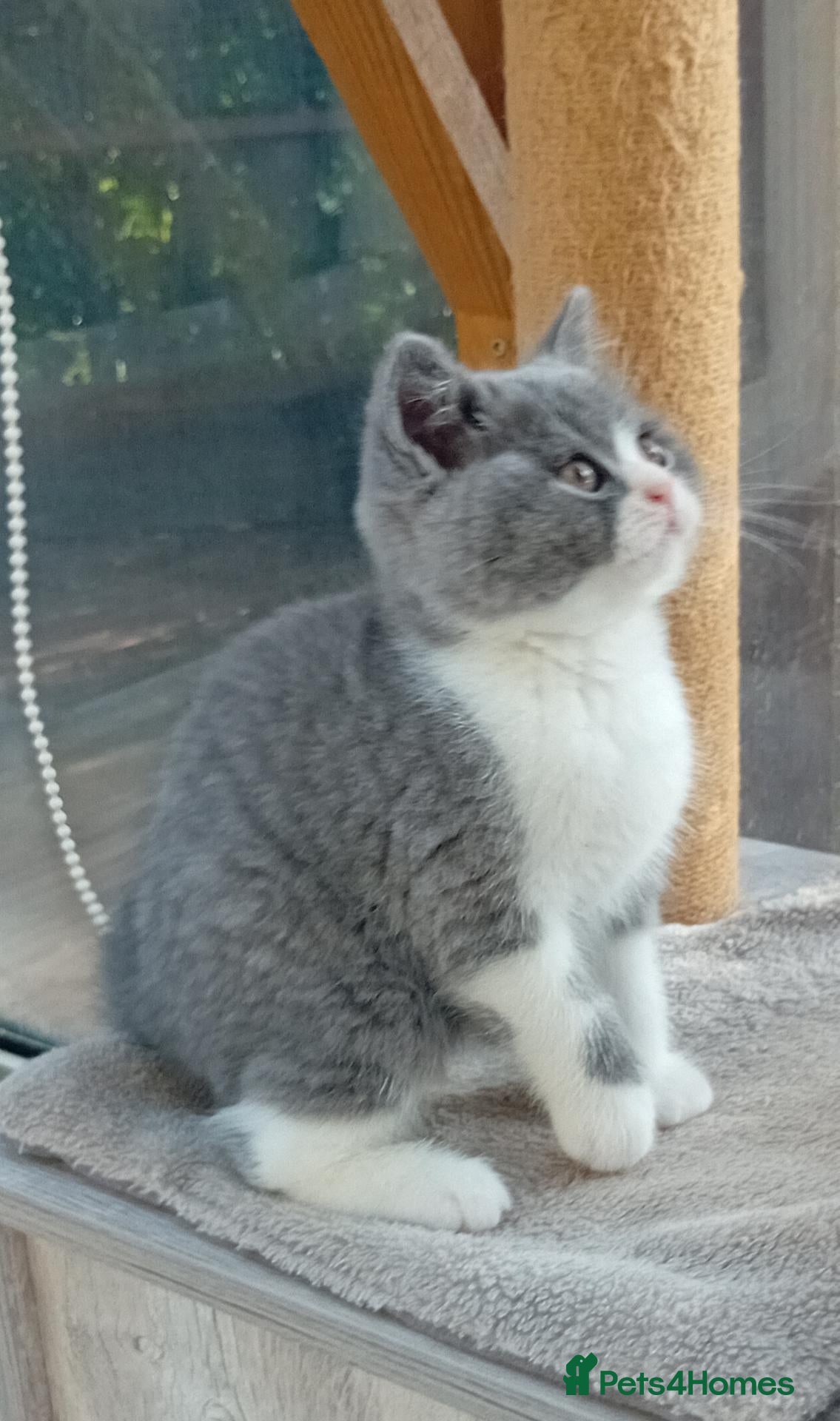 British Shorthair cats for sale: Beautiful British short-hair kittens  - Advert 2