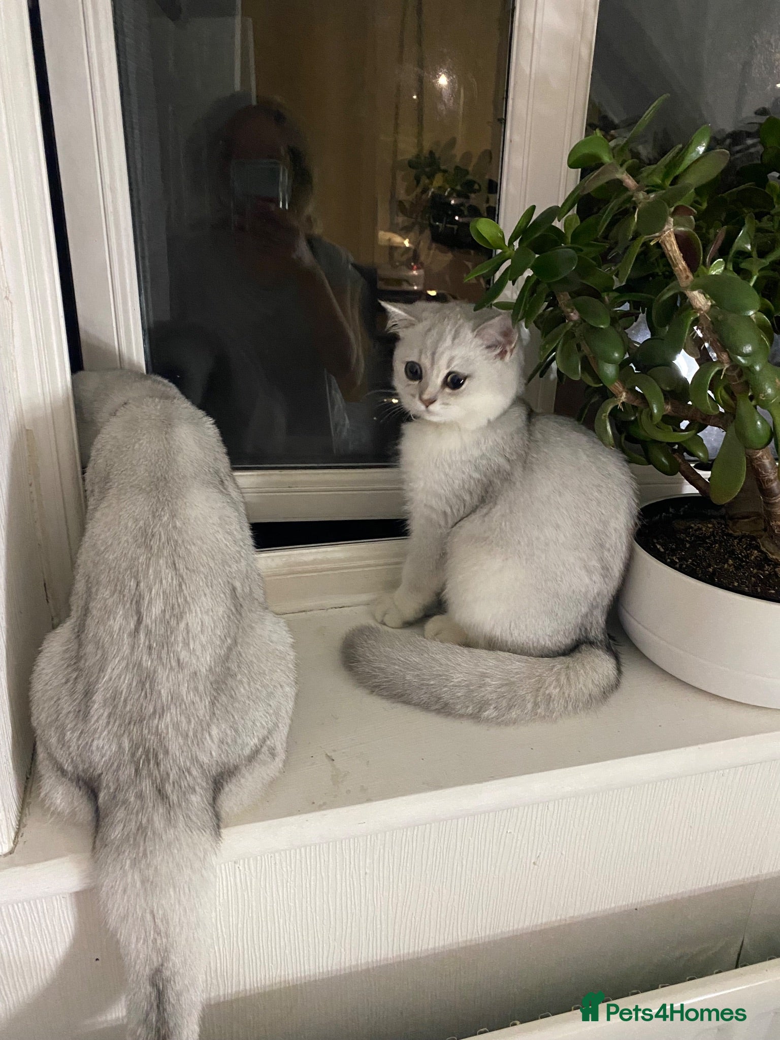 British Shorthair cats British Shorthair Silver Kitten- female  - Advert 2