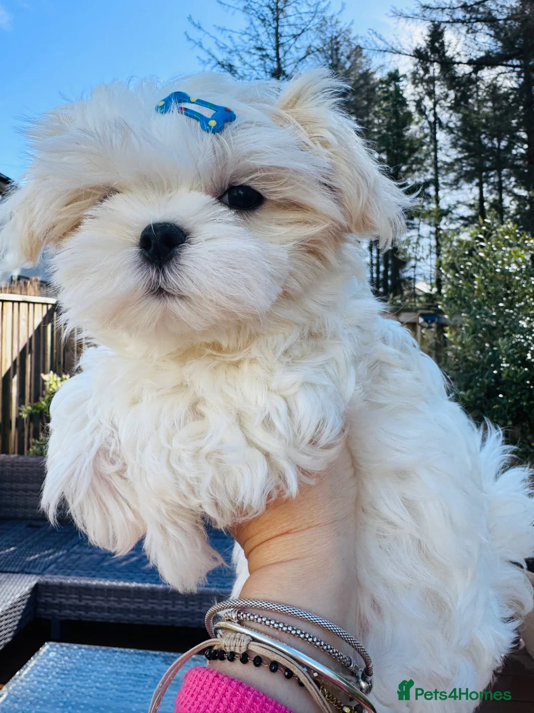 Maltese dogs for sale: 🏆KC🏆Ready Now 🧸Korean Maltese boy 💎 - Advert 2
