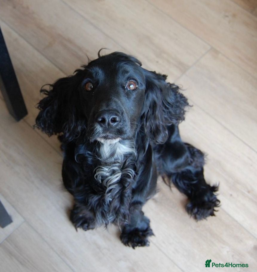 Cocker Spaniel dogs Working Cocker Spaniel Puppies - Advert 2