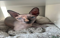 Sphynx cats for sale: Three sphynx kittens  - Image 3