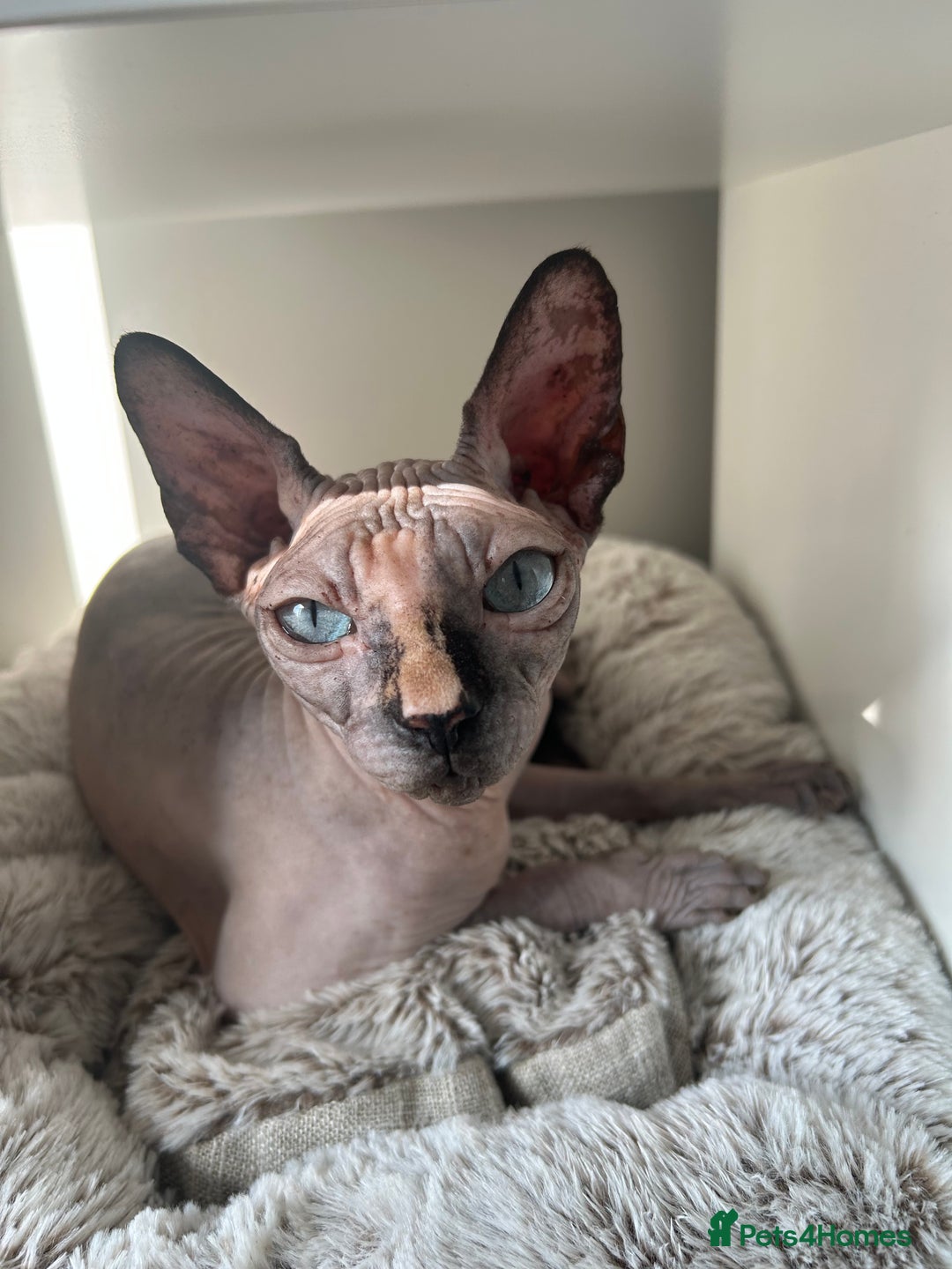 Sphynx cats for sale: Three sphynx kittens  - Image 3
