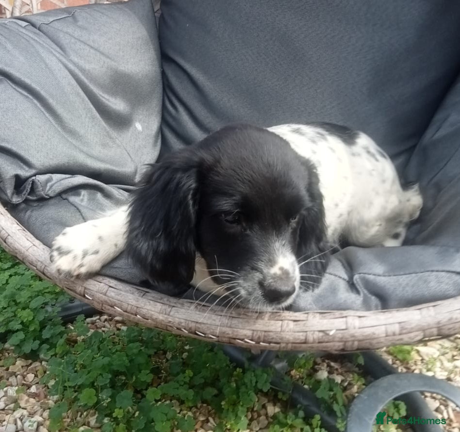 English Springer Spaniel dogs Last one! KC Registered English Springer Spaniels  - Advert 2