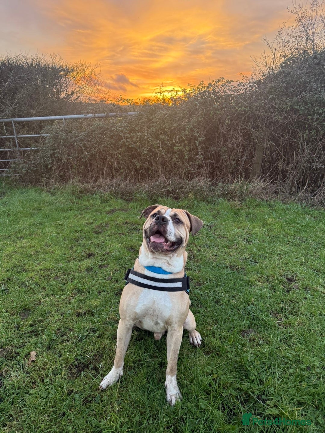 Mixed Breed dogs for sale: American bulldog Cross mastiff  - Advert 2