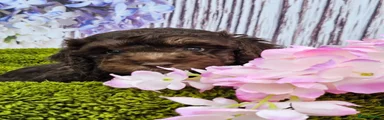 Cockapoo 4