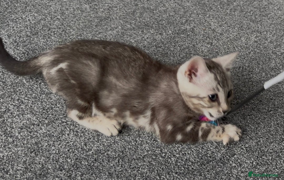 Bengal cats for sale: Well socialised bengal kittens - ready 21/12/25 - Advert 32