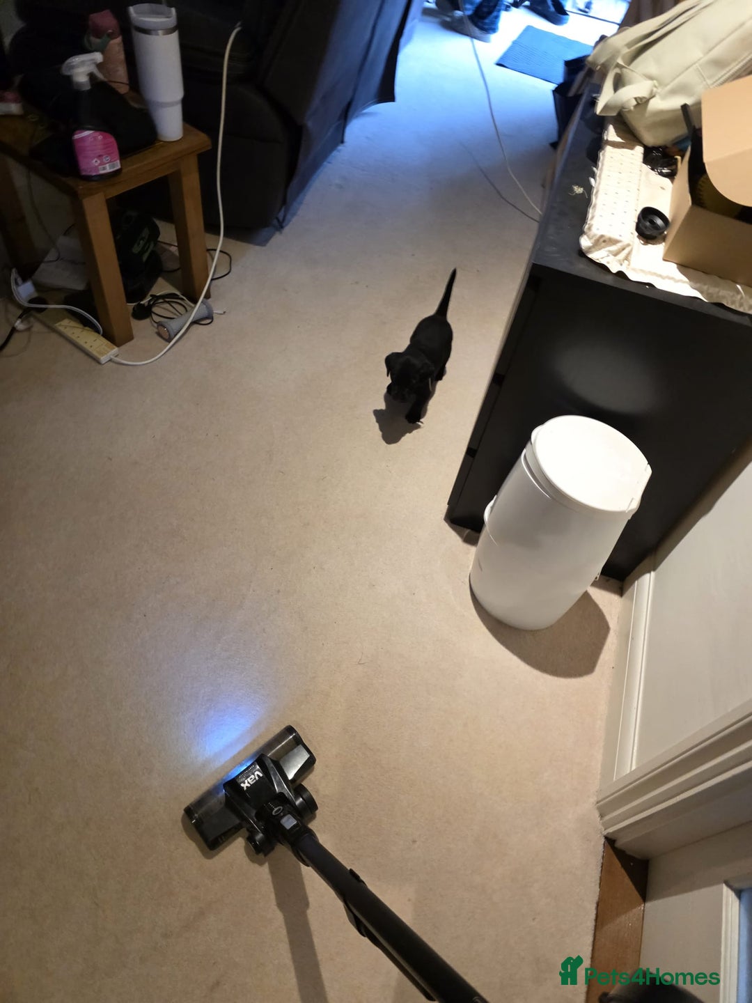 Labrador Retriever dogs for sale: Working labrador puppies for sale - Advert 13