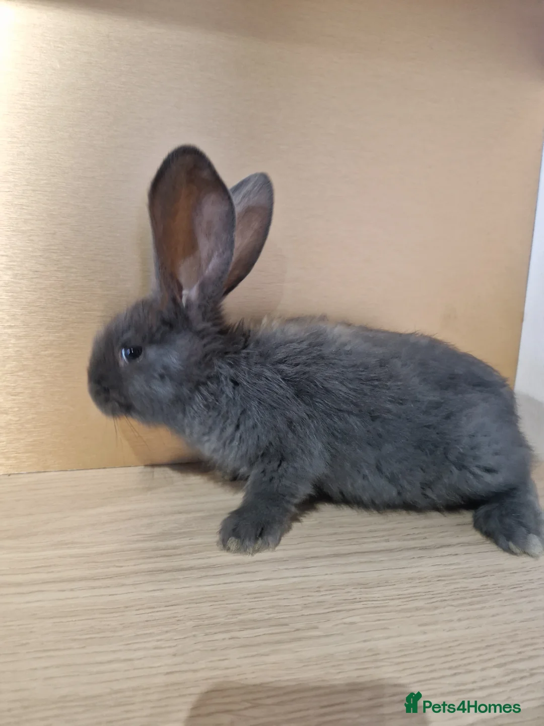 Continental Giant rabbits for sale: Continental Giant Blue  in Carlisle - Advert 3