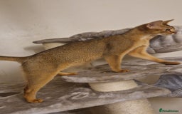 Abyssinian cats for sale: Beautifull Queen 🥰 - Image 8