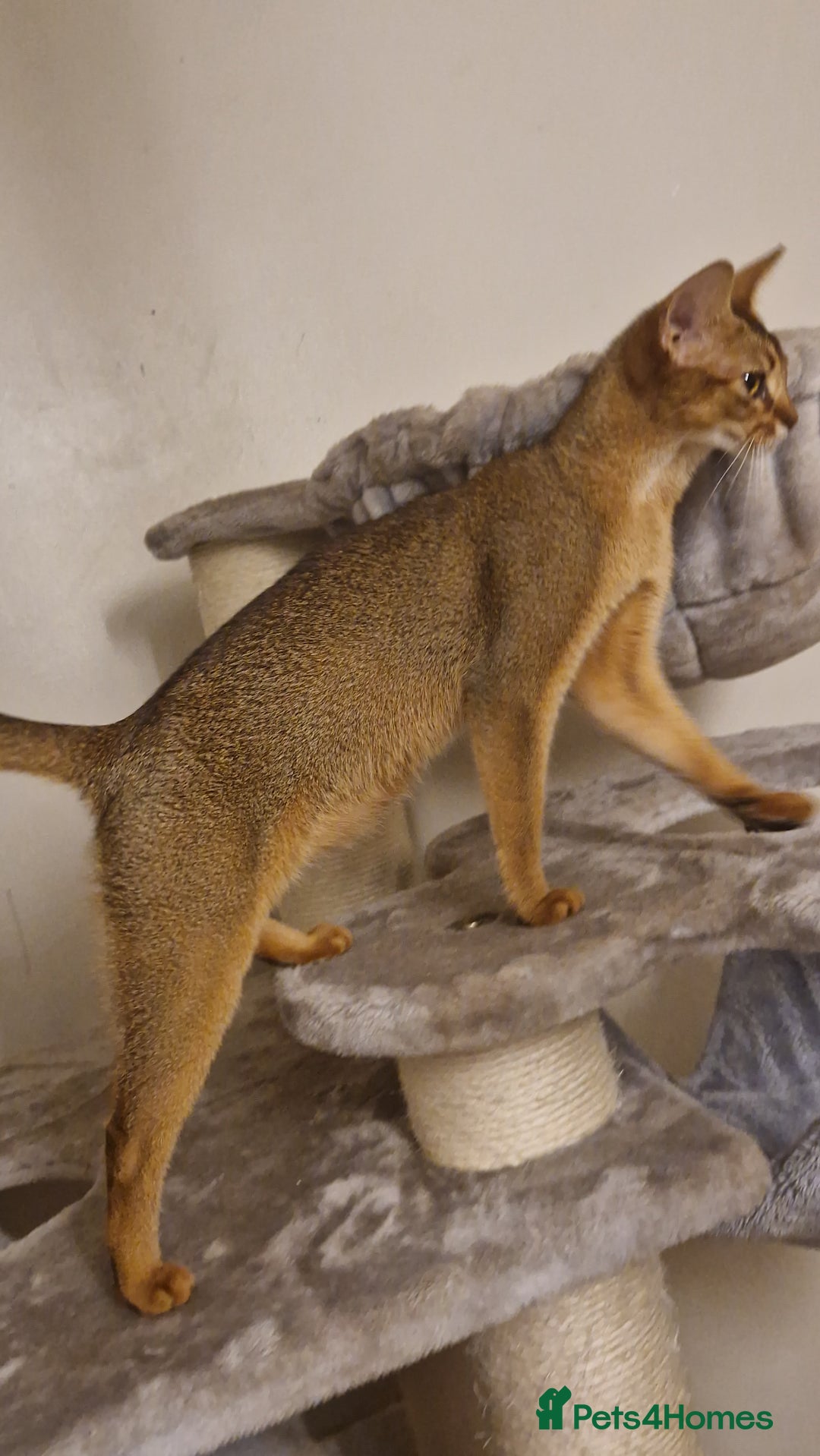 Abyssinian cats for sale: Beautifull Queen 🥰 - Image 8