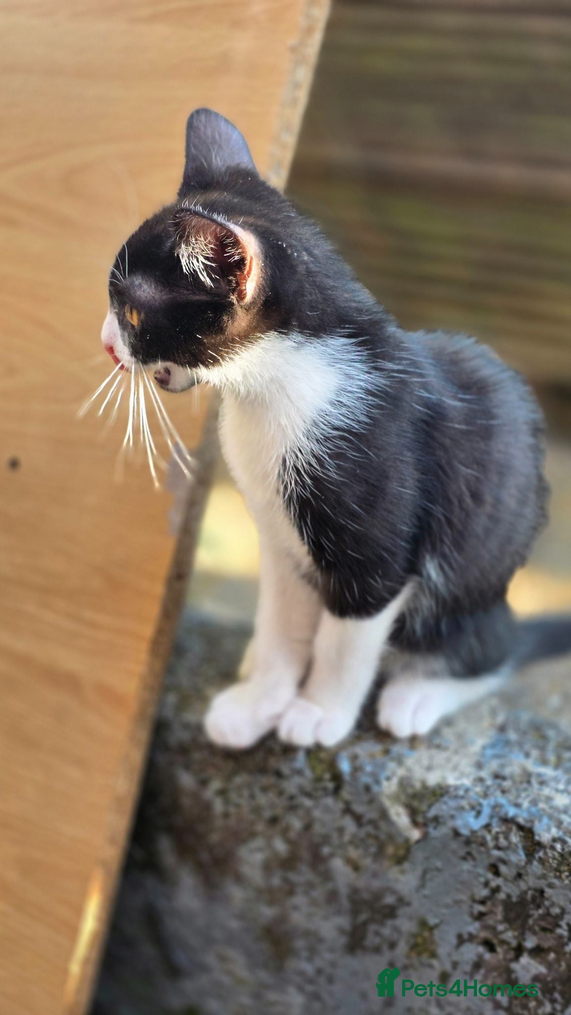 Mixed Breed cats Beautiful kittens looking for forever home 🐱🐱🐈 - Advert 2