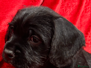 Mixed Breed dogs 💚❤️ READY TO LEAVE NOW ❤️💚 - Advert 9