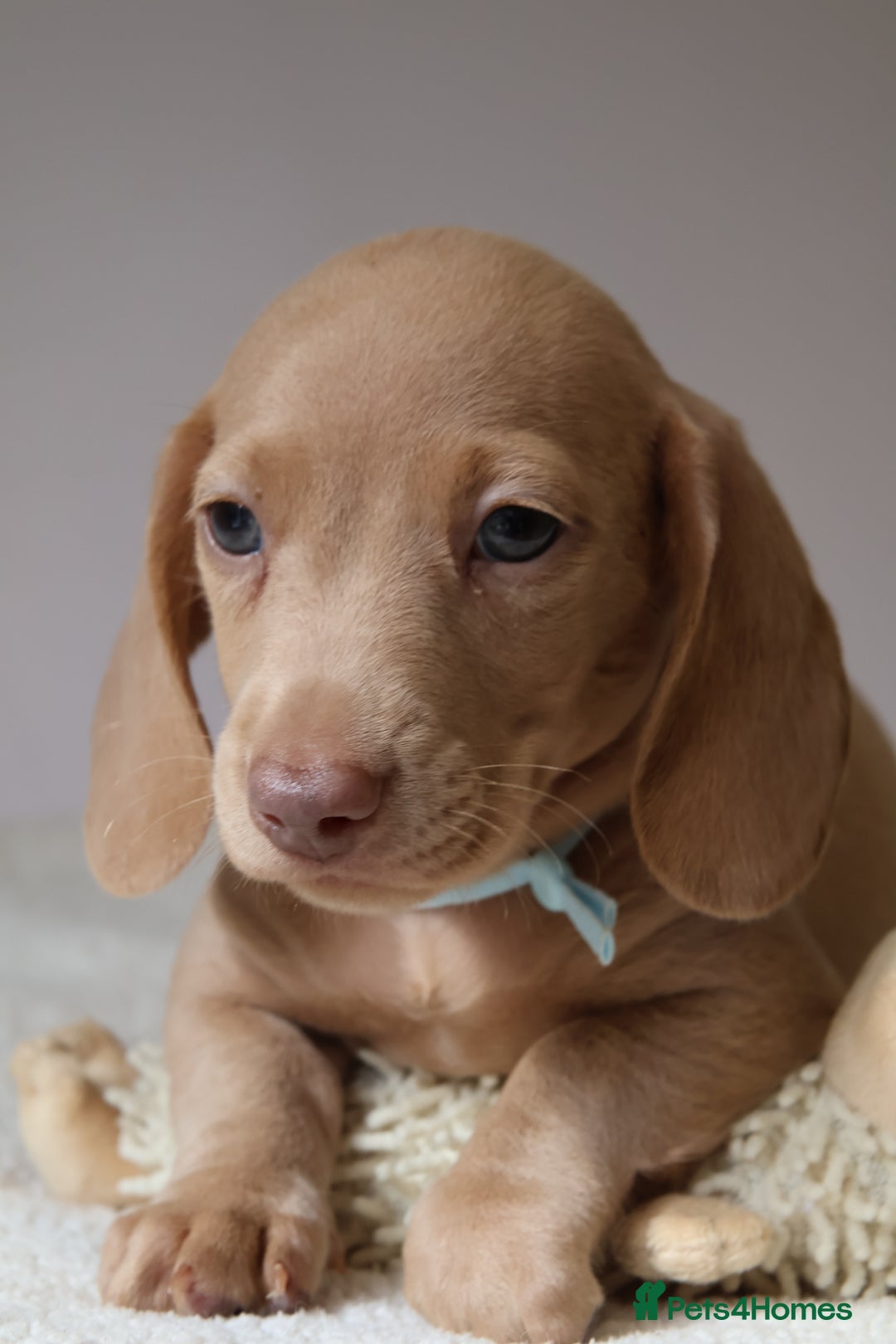 Miniature Dachshund dogs for sale: 🌟5StarsLicense+Holistic+KC+VetCheck+PRAClear - Image 15