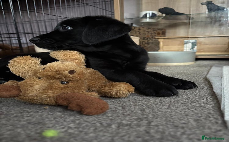 Mixed Breed dogs - Advert 1