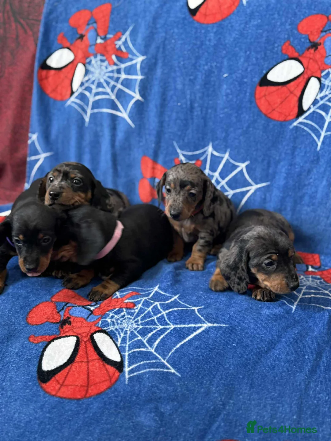 Miniature Dachshund dogs for sale: Puppies 🐶  - Advert 17
