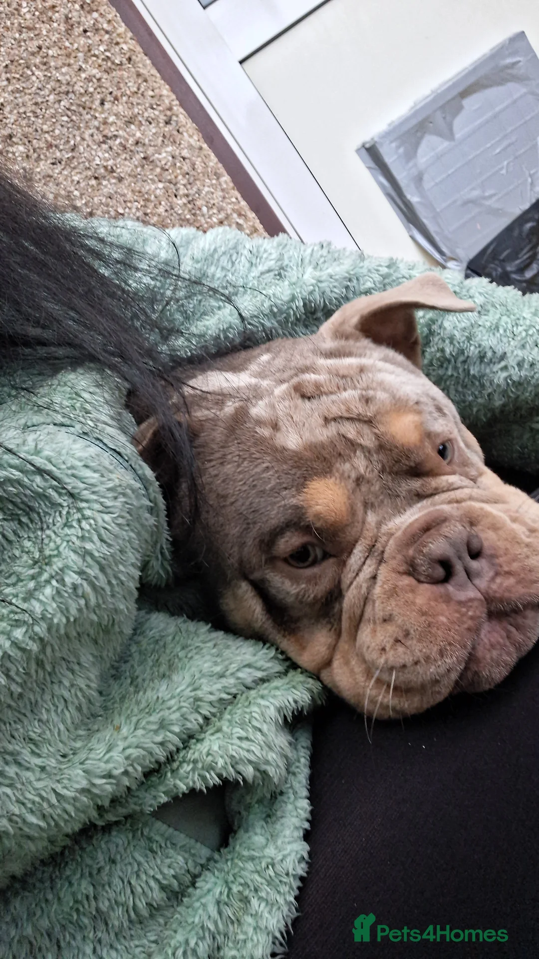 American Bully dogs for sale: American Bully Poket Boys - Advert 2