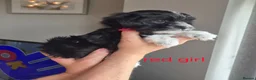 Maltese dogs for sale: Maltese/Havanese Puppies  - Advert 11