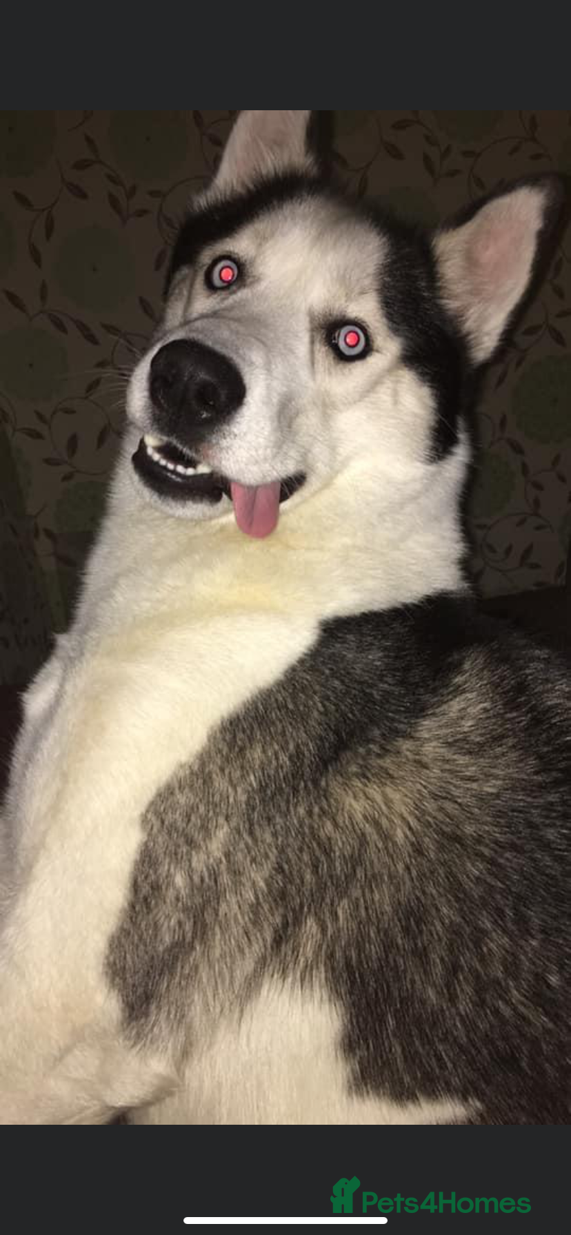 Siberian Husky dogs Husky for stud  - Advert 1