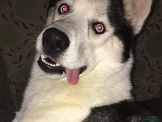 Siberian Husky dogs Husky for stud - Advert 1