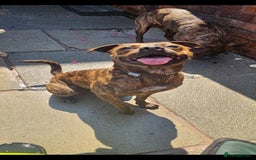 Mixed Breed dogs for sale: Cane corso x shar pei x staffy - Advert 9