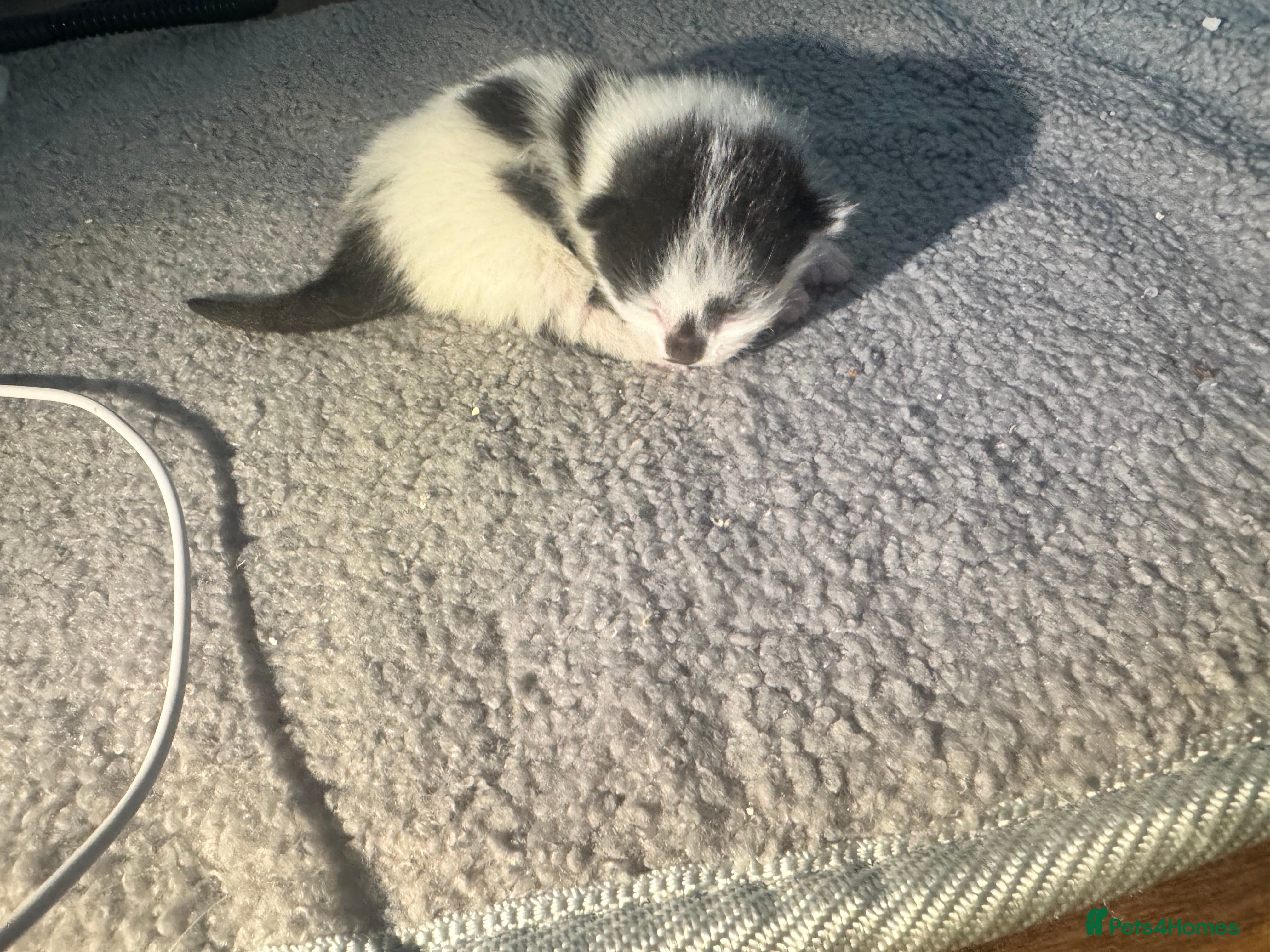 Siamese cats Siamese stunners  - Advert 2