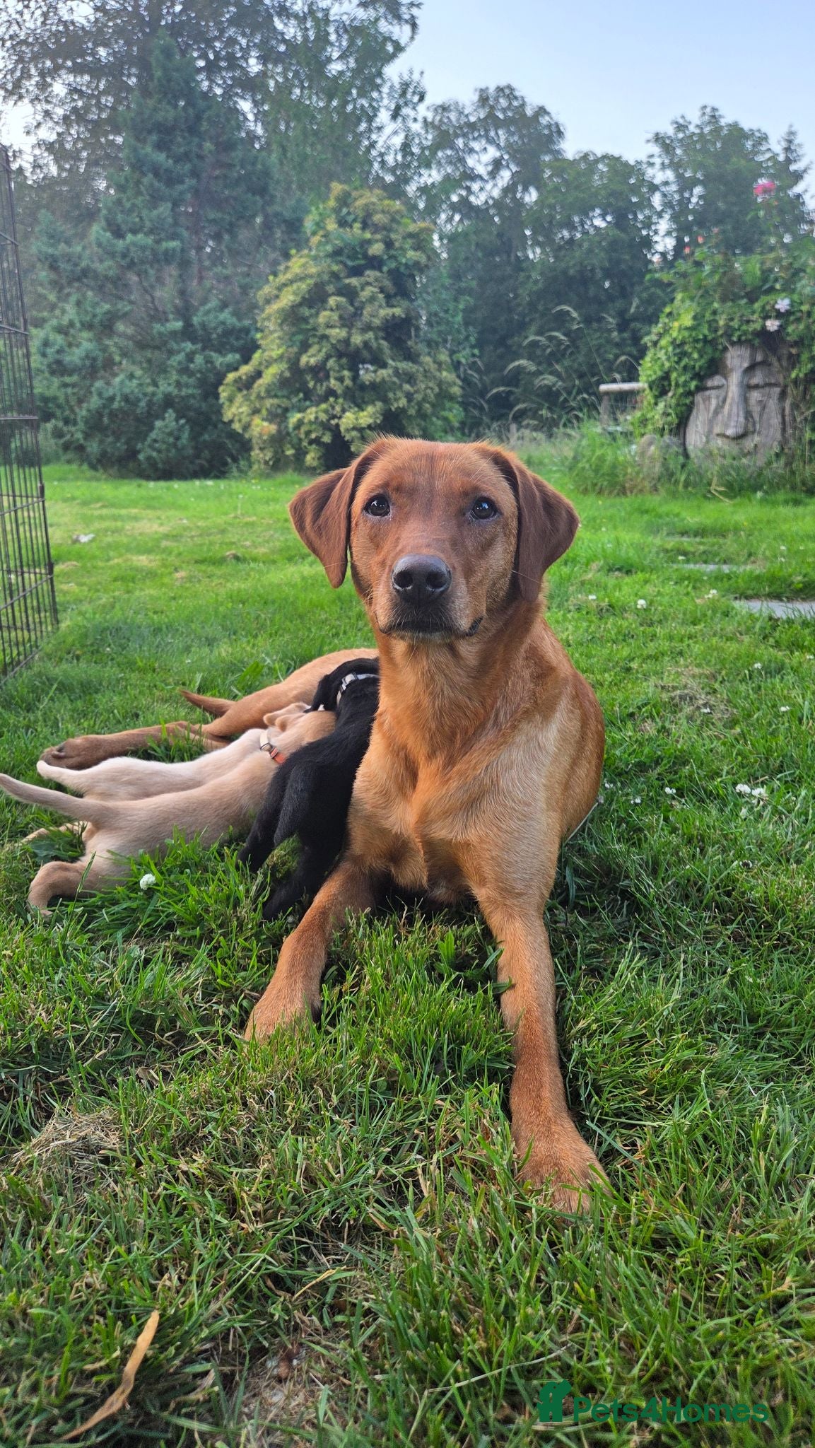 Labrador Retriever dogs Stunning home-bred labs - Advert 1