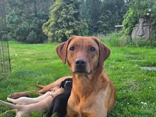 Labrador Retriever dogs Stunning home-bred labs - Advert 10