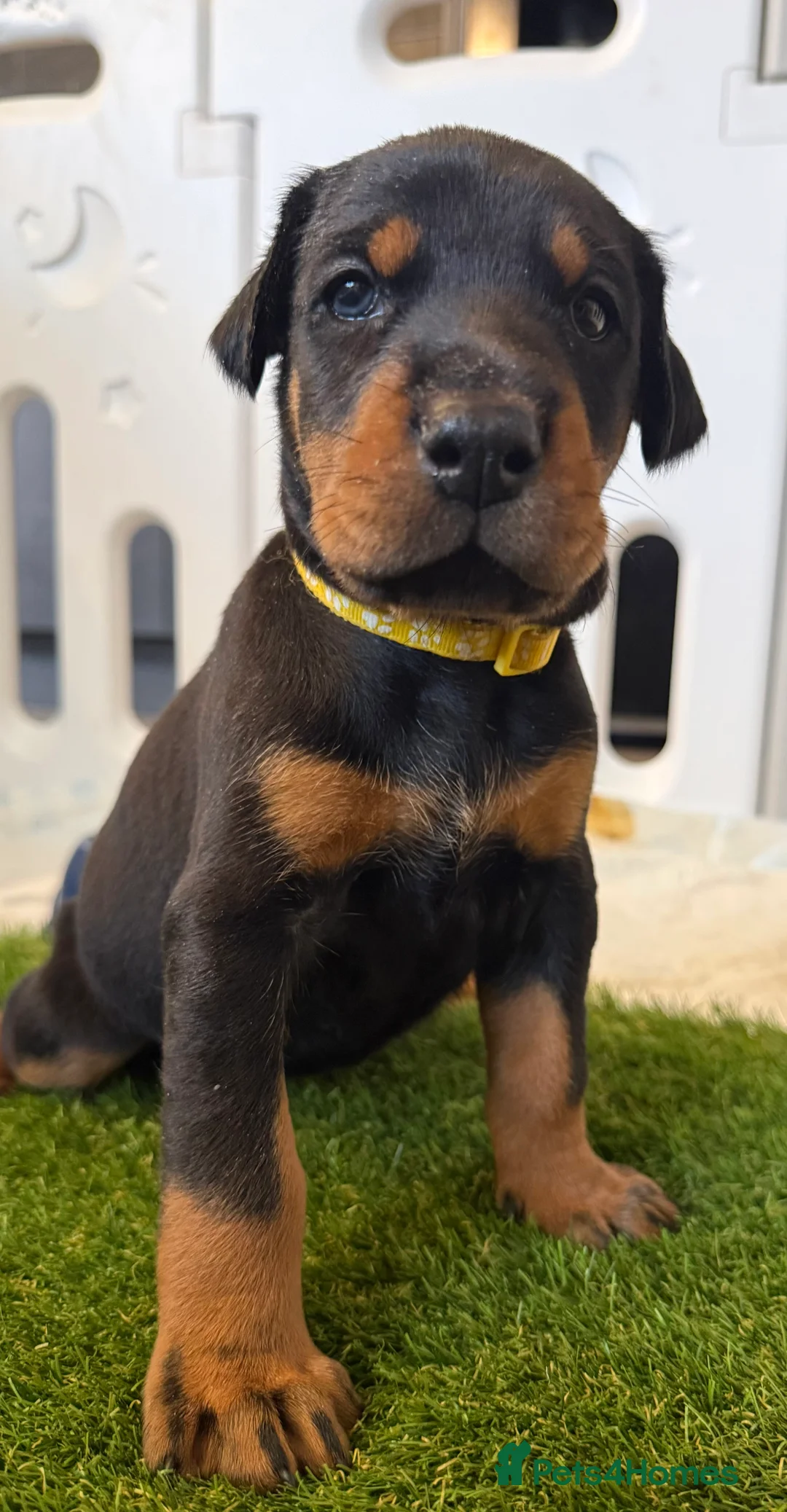 Dobermann dogs for sale: OUTSTANDING FULL EUROPEAN DOBERMAN - Advert 23